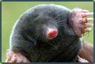 Ground mole removal in New Jersey NJ_image