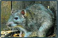 rat removal in NJ-Image