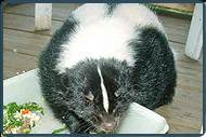 skunk removel in NJ-Image