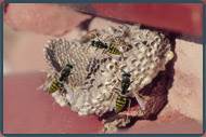 Wasp control services in New Jersey-Image