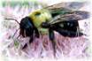 Carpenter bee removal and control services in NJ-Image