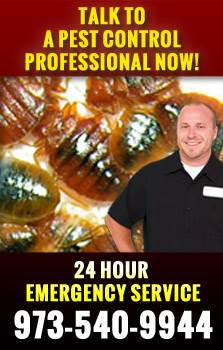 Bed Bug Control NJ | Bed Bugs Exterminator NJ- CTA Bees