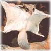 Flying squirrel removal and control in New Jersey NJ-Image