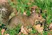 Gray squirrel removal and control services in NJ: Alco Animal & Pest Control-Image