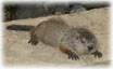 Groundhog removal and control services in NJ: Alco Animal & Pest Control-Image