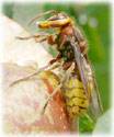 Hornet removal and control services in NJ: Alco Animal & Pest Control-Image 