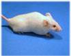 Mice removal and control services in NJ: Alco Animal & Pest Control-Image