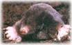 Ground mole removal and control services in NJ: Alco Animal & Pest Control-Image