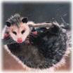 Opposums removal and control services in NJ: Alco Animal & Pest Control-Image