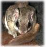 Animal removal and control services in NJ: Alco Animal & Pest Control-Image