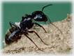Pest control service in NJ - New Jersey Pest control image
