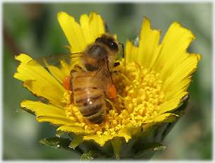 Animal removal and control services in NJ-Image