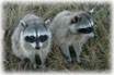 Alco Animal & Pest Control provides full skunk removal and control services in NJ-Iimage
