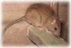 rat pest control in nj, controling rats in nj, get rid of rats in nj- image