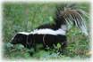 Skunk removal and control services in NJ:Alco Animal & Pest Control-Image