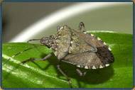 Stink Bug Control NJ | Stink Bug Exterminator NJ | Stink Bugs Services NJ