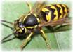 Wasps removal and control services in NJ-Image