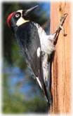 woodpecker pest control in nj, locating woodpeckers in your area, woodpecker species in nj- image
