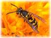 Yellow jacket bee removal and control services in NJ-image